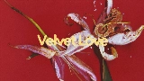 Video küçük resmi Velvet Love