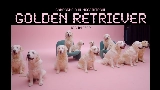 Video küçük resmi golden retriever