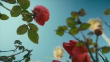 Video küçük resmi Mi Morena